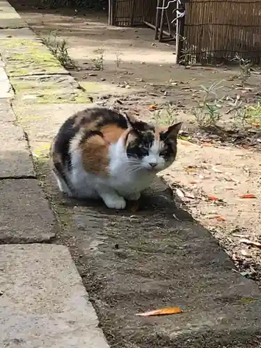 麻賀多神社の動物