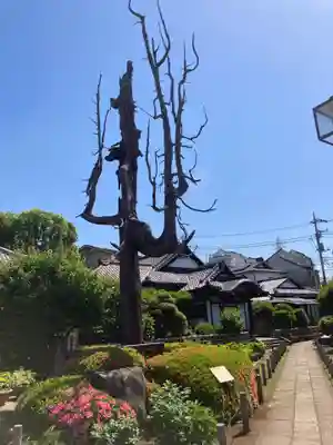 円乗院(東京都)