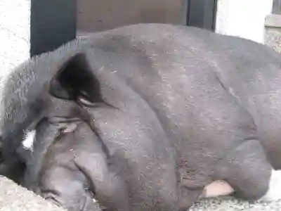 常清寺(神奈川県)