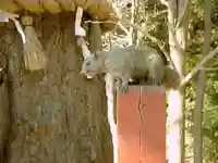 鶴岡八幡宮の動物