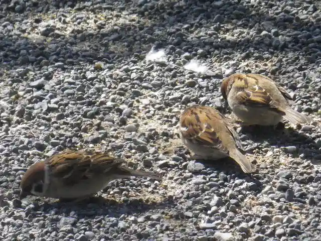 鶴岡八幡宮の動物