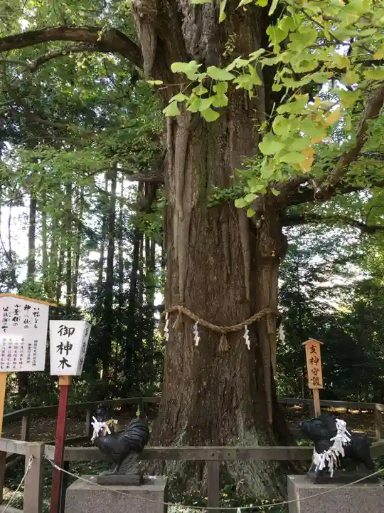 水戸八幡宮の自然