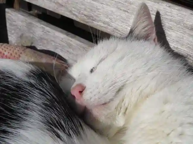 御誕生寺(猫寺)(福井県)