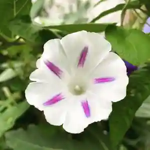 豊景神社の自然(2020年08月25日(火) 05時48分52秒投稿)