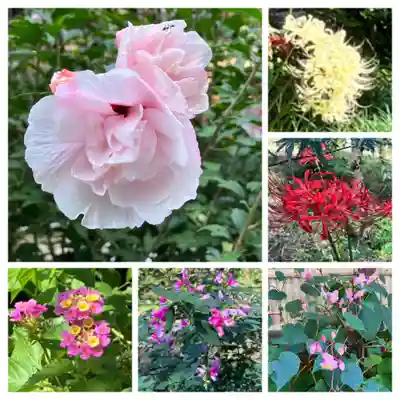 瑞泉寺(神奈川県)