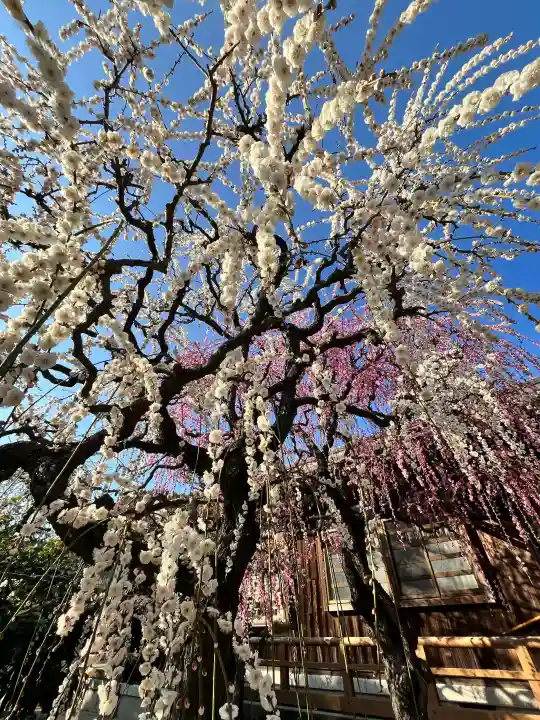 結城神社の{uncategorized: "未分類", other: "その他", undefined: "問題あり", building: "その他建物", grave: "お墓", sacred_gate: "鳥居", guardian: "狛犬", statue: "像", buddha: "仏像", history: "歴史", nature: "自然", garden: "庭園", animal: "動物", pagoda: "塔", temizu: "手水舎", mountain_gate: "山門・神門", sanctuary: "本殿・本堂", subordinate: "末社・摂社", art: "芸術", scenery: "景色", jizo: "地蔵", ema: "絵馬", goshuin: "御朱印", omikuji: "おみくじ", items: "授与品その他", amulet: "お守り", goshuincho: "御朱印帳", eats: "食事", festival: "お祭り", votive_dance: "神楽", shichigosan: "七五三参", wedding: "結婚式", experience: "体験その他", initially: "初詣", around: "周辺", anti_infection: "感染症対策"}