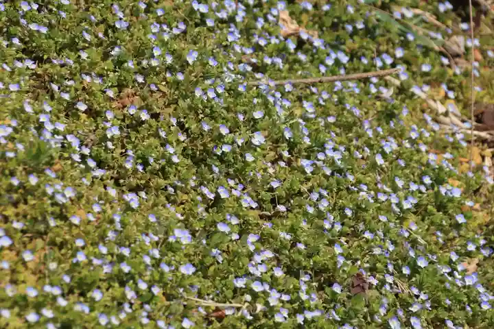 長屋神社の自然