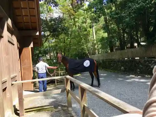 伊勢神宮内宮（皇大神宮）の動物