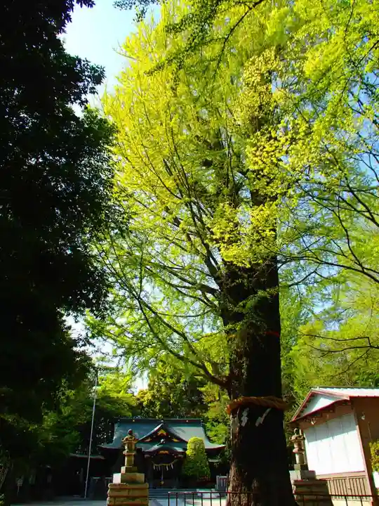春日部八幡神社の自然