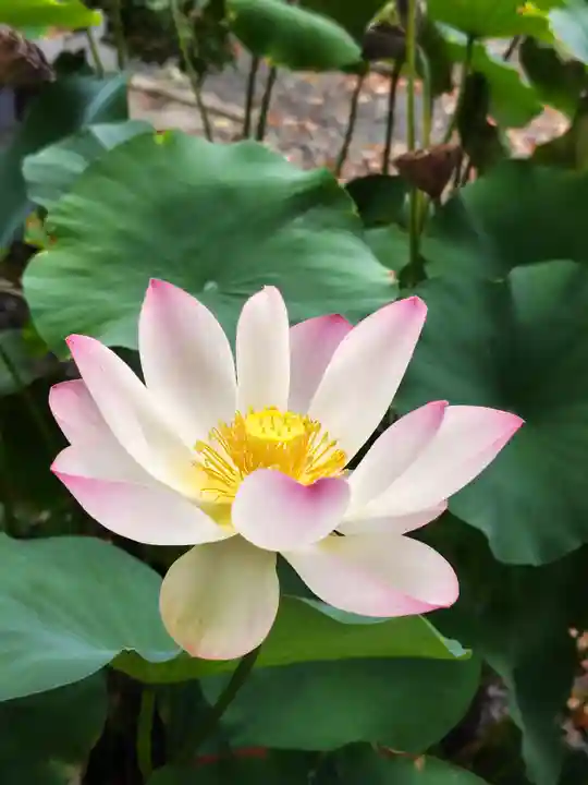 法音寺(山形県)