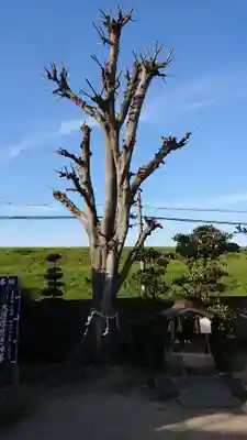 日吉神社の自然