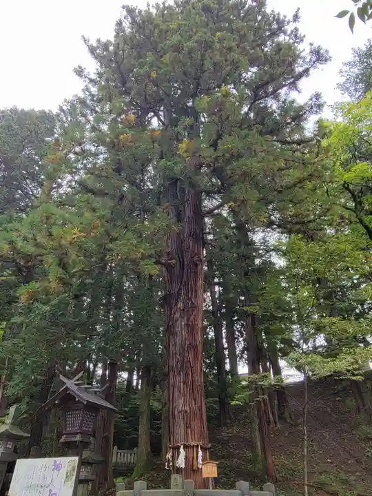 諏訪大社下社春宮の自然