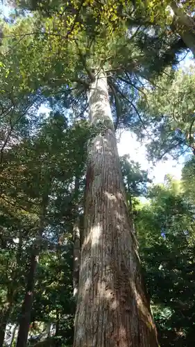 天鷹神社の自然