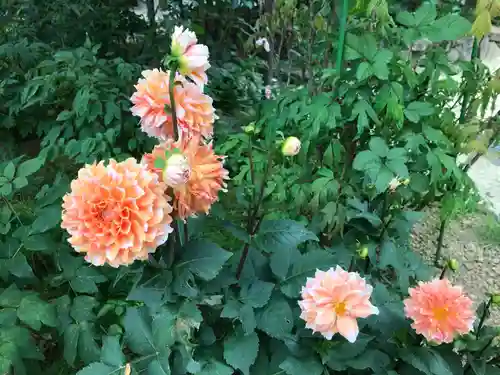 岡寺（龍蓋寺）の自然