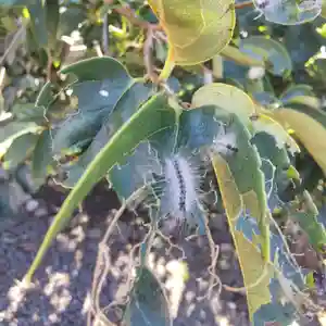 七重浜海津見神社(北海道)(2024年09月18日(水) 08時47分10秒投稿)