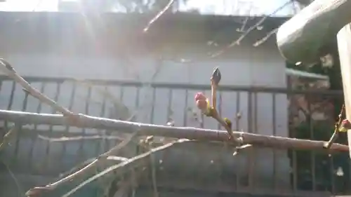 浄土宗 光明山 大蓮寺（照曜会館）の自然