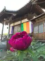 真言宗 善通寺派 薬王寺の自然