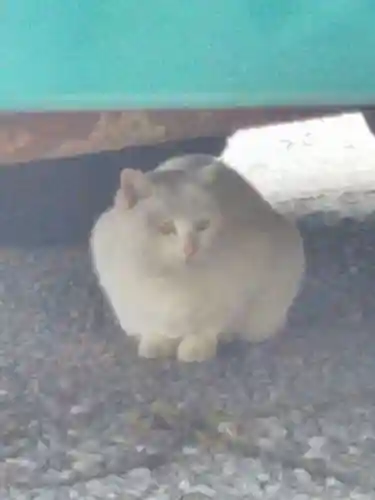 今戸神社(東京都)