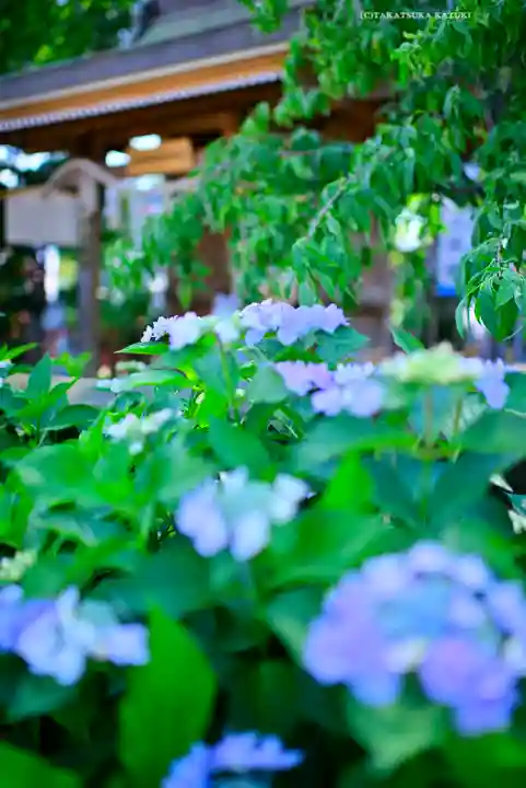 川越八幡宮(埼玉県)