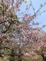 道明寺天満宮(大阪府)