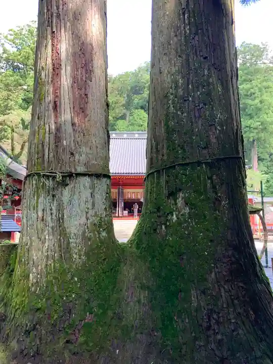 日光二荒山神社の自然