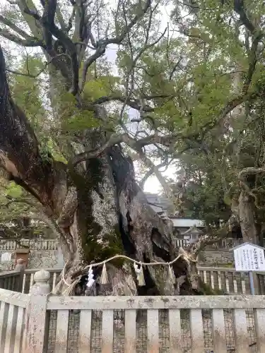大山祇神社の{uncategorized: "未分類", other: "その他", undefined: "問題あり", building: "その他建物", grave: "お墓", sacred_gate: "鳥居", guardian: "狛犬", statue: "像", buddha: "仏像", history: "歴史", nature: "自然", garden: "庭園", animal: "動物", pagoda: "塔", temizu: "手水舎", mountain_gate: "山門・神門", sanctuary: "本殿・本堂", subordinate: "末社・摂社", art: "芸術", scenery: "景色", jizo: "地蔵", ema: "絵馬", goshuin: "御朱印", omikuji: "おみくじ", items: "授与品その他", amulet: "お守り", goshuincho: "御朱印帳", eats: "食事", festival: "お祭り", votive_dance: "神楽", shichigosan: "七五三参", wedding: "結婚式", experience: "体験その他", initially: "初詣", around: "周辺", anti_infection: "感染症対策"}