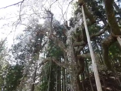 朝日之祖師堂の自然