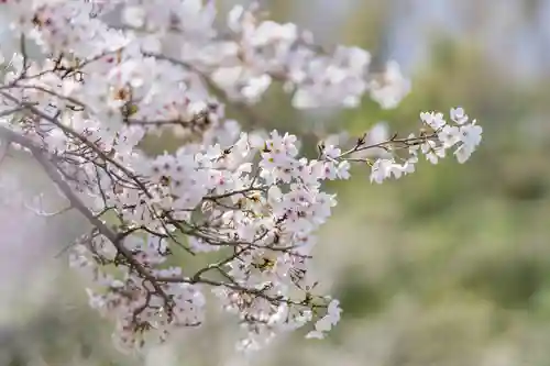 神谷稲荷明神社の自然