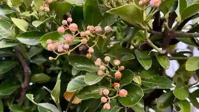 七重浜海津見神社(北海道)