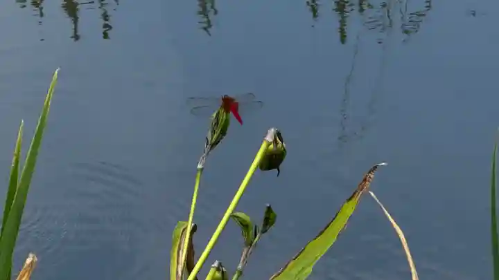 常泉寺(埼玉県)