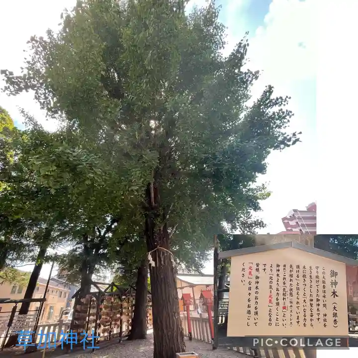 草加神社の自然