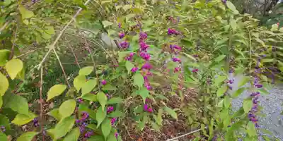 平野神社(京都府)