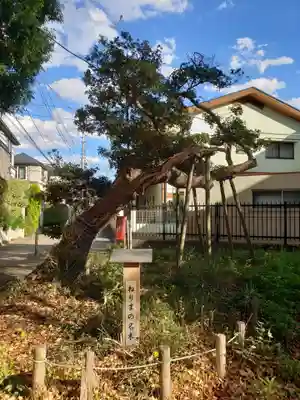愛宕神社の自然