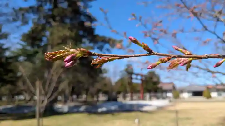北海道護國神社の自然