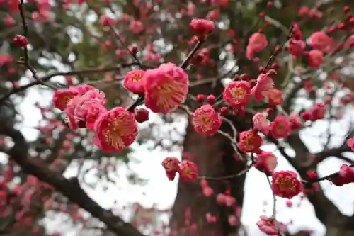 北野天満宮の{uncategorized: "未分類", other: "その他", undefined: "問題あり", building: "その他建物", grave: "お墓", sacred_gate: "鳥居", guardian: "狛犬", statue: "像", buddha: "仏像", history: "歴史", nature: "自然", garden: "庭園", animal: "動物", pagoda: "塔", temizu: "手水舎", mountain_gate: "山門・神門", sanctuary: "本殿・本堂", subordinate: "末社・摂社", art: "芸術", scenery: "景色", jizo: "地蔵", ema: "絵馬", goshuin: "御朱印", omikuji: "おみくじ", items: "授与品その他", amulet: "お守り", goshuincho: "御朱印帳", eats: "食事", festival: "お祭り", votive_dance: "神楽", shichigosan: "七五三参", wedding: "結婚式", experience: "体験その他", initially: "初詣", around: "周辺", anti_infection: "感染症対策"}