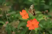 豊景神社の動物