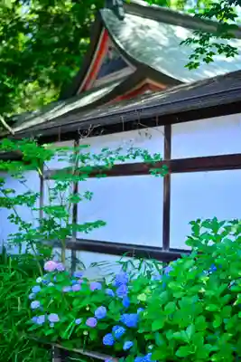 川越氷川神社(埼玉県)