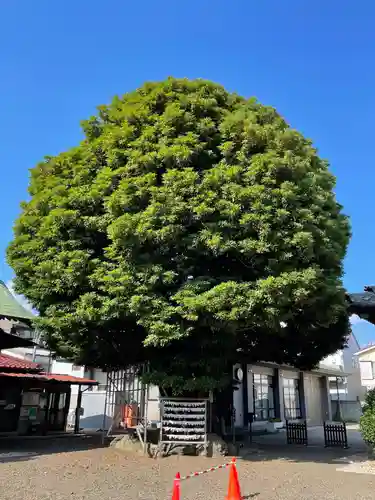 嶺白山神社の自然