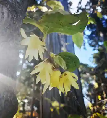 沙沙貴神社(滋賀県)