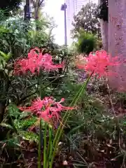 熊野神社(東京都)