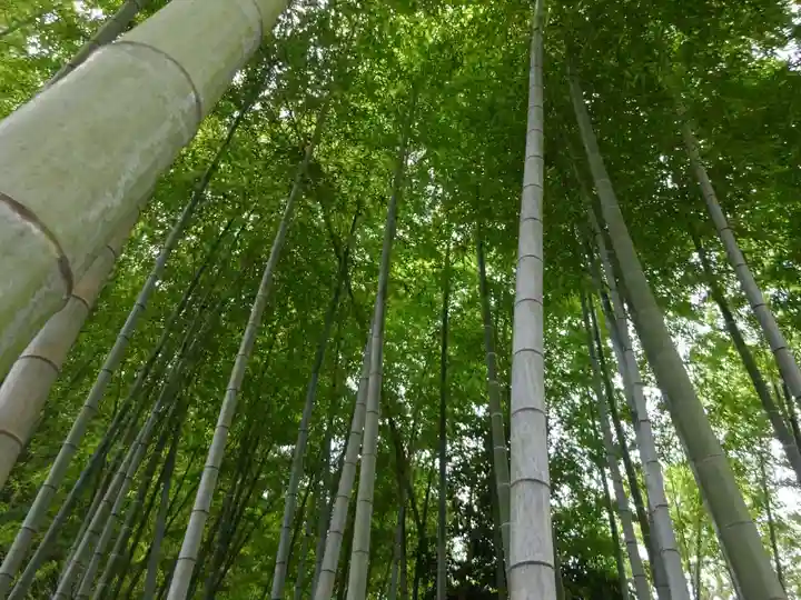 天台宗 長窪山 正覚寺の自然