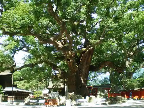 宇美八幡宮の自然