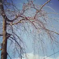 大鏑神社の自然