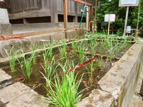 下神明天祖神社の自然