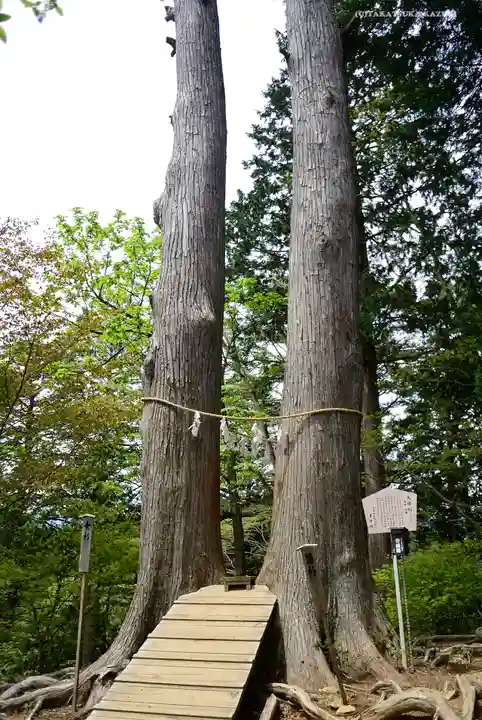 産安社(武蔵御嶽神社摂社)の自然