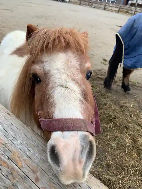 小室浅間神社の動物
