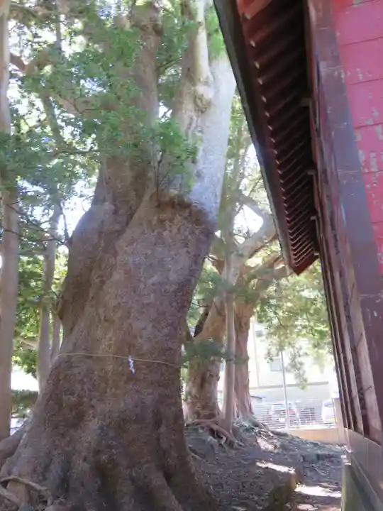 部田神社の自然