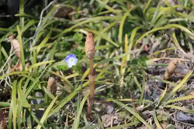 鹿島大神宮の自然