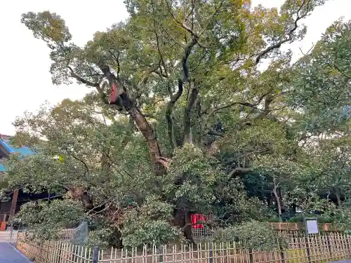浜松八幡宮の自然