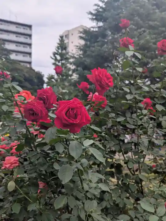 駒込妙義神社(東京都)